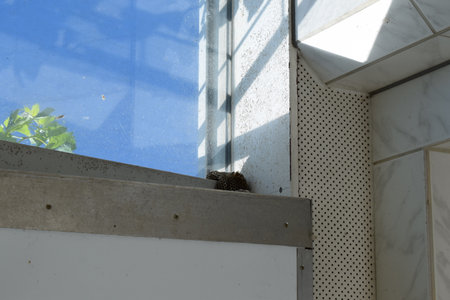 Wasp nest on the windowsill of a modern house in a sunny dayの写真素材