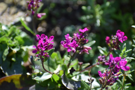 purple flowers on a background of green leaves in the summer gardenの写真素材