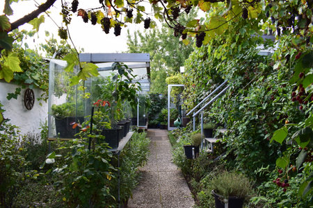 Grapes growing in a greenhouse in the countryside of the Netherlandsの写真素材