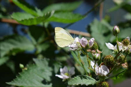 Butterfly on a blackberry blossom in a garden.の写真素材