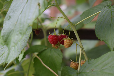Raspberry ripening on a branch in the garden, close-upの写真素材