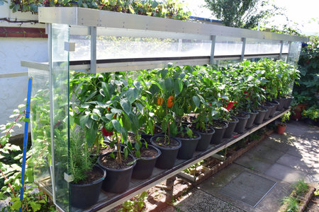 Plantation of bell peppers in a greenhouse in the garden.の写真素材