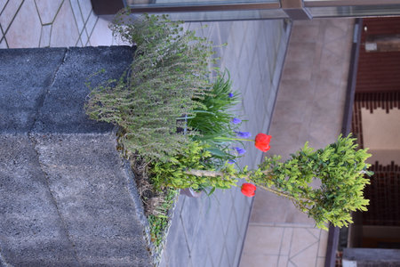 Red tulips and green plants on the stairs of the building.の写真素材