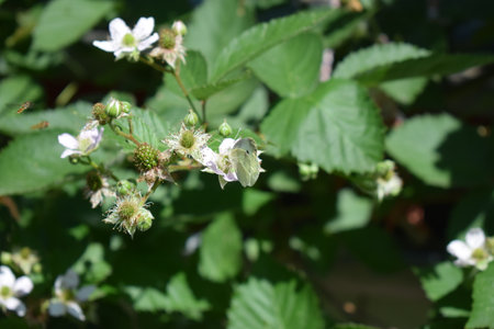 Blackberry blossom with white flowers and green leaves in the gardenの写真素材
