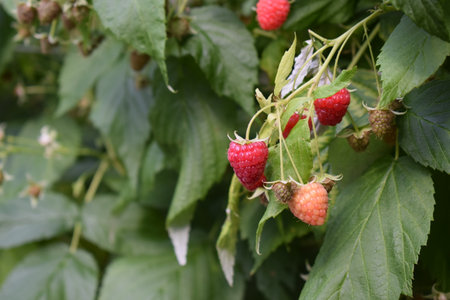 Ripe raspberries on a branch with green leaves in the gardenの写真素材