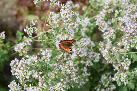 Butterfly on thyme flowers in a garden in springの写真素材