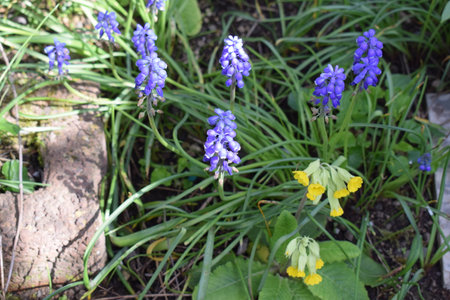Grape hyacinth (Hyacinthus armeniacus)の写真素材