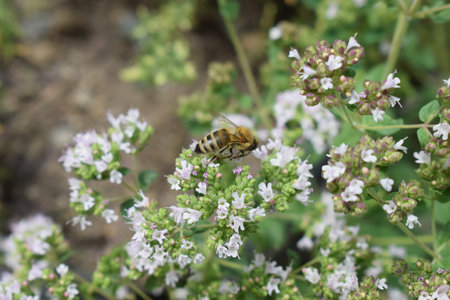 Honey bee collecting nectar from flowers in a garden
