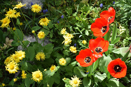 Red tulips and yellow daisies in the spring garden.の写真素材