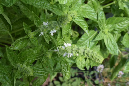 Basil plant with white flowers and green leaves in the garden.の写真素材