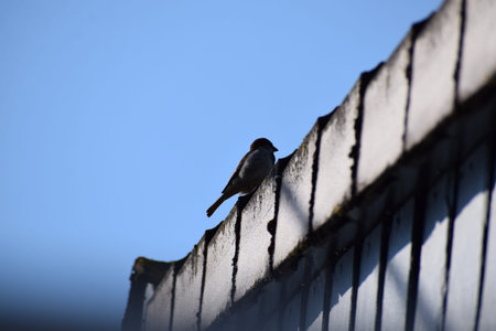 Sparrow sitting on the edge of a roof with blue skyの写真素材