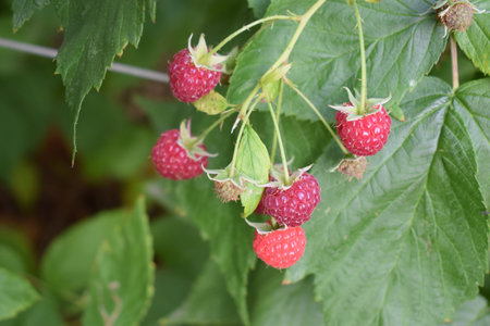 Ripe raspberries on a branch with leaves in the garden