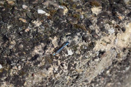 Blue dragonfly on the stone. Close-up. Macro.の写真素材