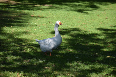 White goose on the green grass in a public park in Luxembourgの写真素材