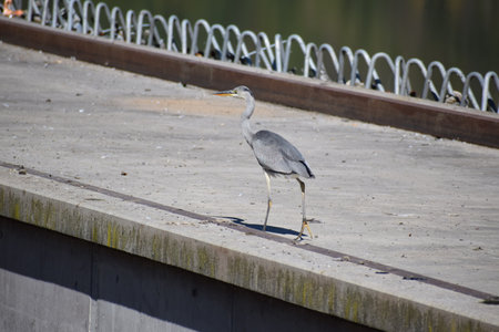 Grey heron standing on a concrete bridge at the riverbank.の写真素材
