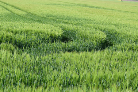 Green wheat field in the countryside with deep tracks