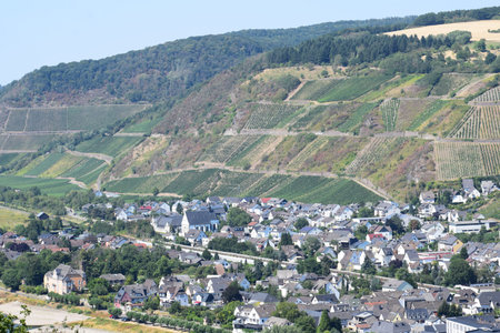 Vineyards in Rhine valley, Leutesdorf,  Germany.