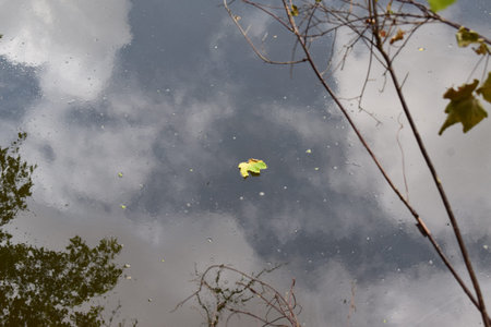 Fallen leaf on the surface of the water with a reflection of cloudsの写真素材