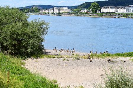 geese looking across the Rhine to KÃ¶nigswinterのeditorial素材