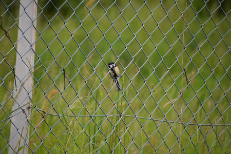 Great Tit (Parus major) sitting in a fenceの写真素材