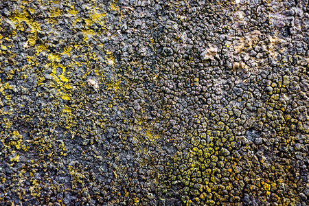 structure, the surface of the resin-covered wall on which the moss growsの写真素材