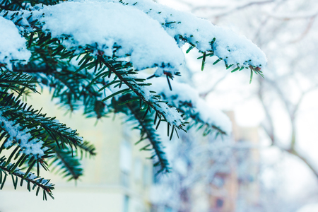 snow-covered branch of the fir on a blurred background, a free space for the inscription on the rightの写真素材