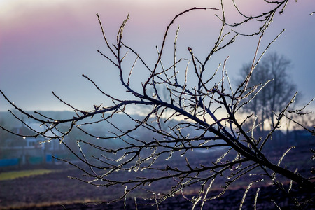 ice-covered tree branch on the blurred background of the evening skyの写真素材