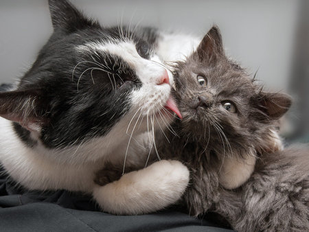 a caring cat hugged the kitten and washed itの写真素材