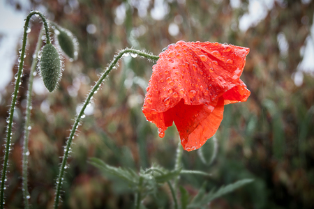 Wet from the rain poppy flower bowed the head, symbolizes sadnessの写真素材