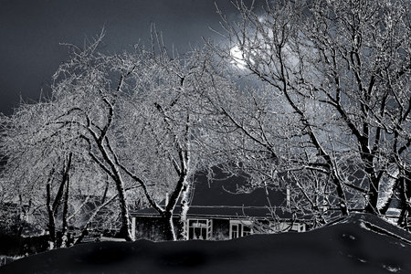 at night against the background of a dark sky, silhouettes of snow-covered trees