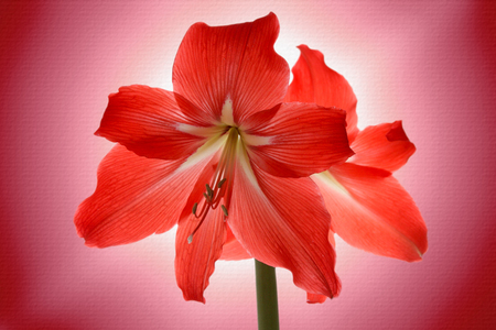 beautiful lily flower on a structured pink backgroundの写真素材