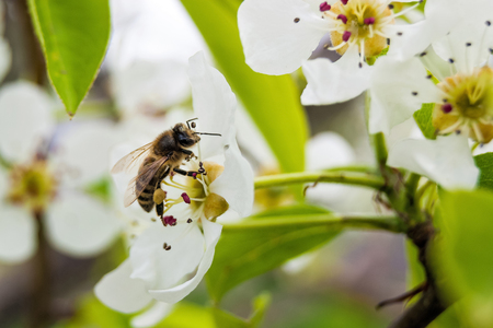 a fine spring day, a bee sat on a flower, collects nectarの写真素材
