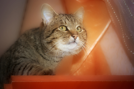 the cat cautiously creeps up and looks aheadの写真素材