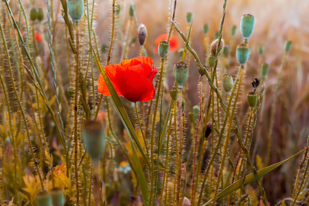 poppy flowers in the field, summer sunny dayの写真素材