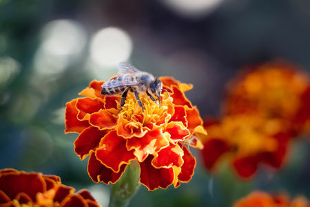 on the flower of a marigold sits a bee, a light summer dayの写真素材