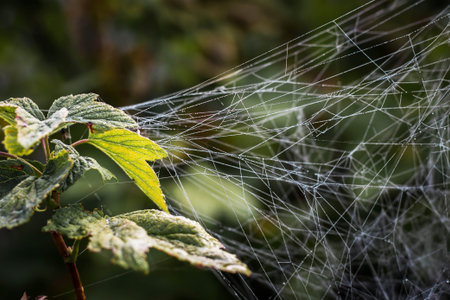 big spider web on a branch of a currant in the garden, summer day