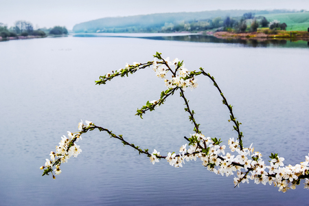 blooming cherry branch against the background of the river, spring dayの写真素材