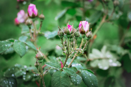 bush with buds of roses, drops of dew or rain on a plantの写真素材