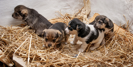 little puppies on  straw mat, kids start to explore the worldの写真素材