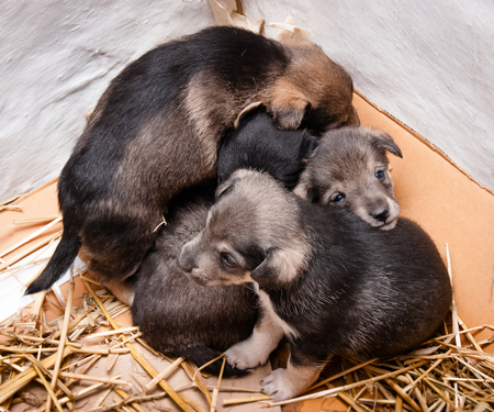 small puppies on a straw mat are pressed against each other, kids are afraid of the unknownの写真素材
