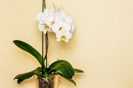 white beautiful orchid flower, buy and sell orchidの写真素材