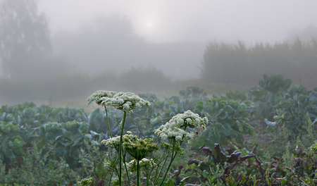 Foggy morning. Through clouds  sun looks outの写真素材