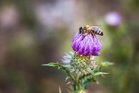 Bee gathers pollen from burdock flower. Summer sunny dayの写真素材