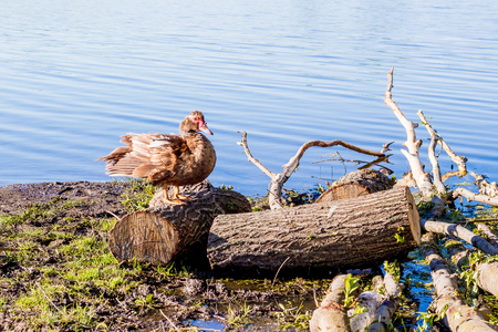 The duck stands on  deck near  river. Sunny spring or summer dayの写真素材