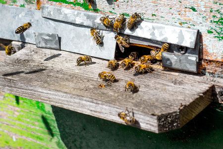 Bees near  hive. The old hive in  apiary