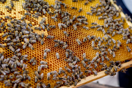 Honeycomb frame with bees. Summer on an apiary
