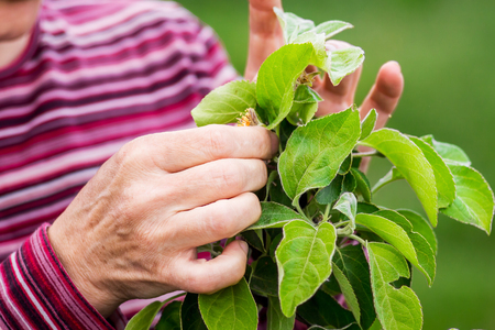 Gardener is taking care of  young apple tree. Care  for plantsの写真素材