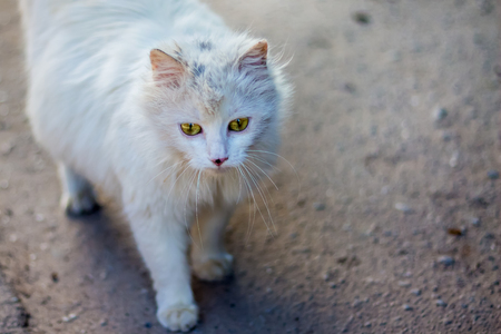 White fluffy cat goes down  street in search of foodの写真素材