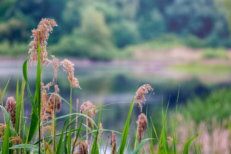 Old reed on  river bank against background of  forest. Good spring or summer dayの写真素材