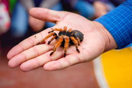 Great hairy spider in  man palm. Man shows  great tarantulaの写真素材